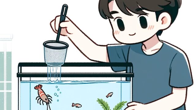 メダカ水槽にえびを投入する男性のイラスト